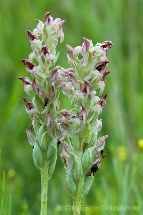 Orchis coriophora L.